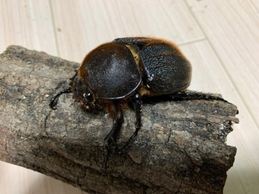 ヘラクレスオオカブト　ペア　後食済み　　