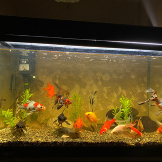 金魚の画像