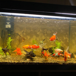 金魚の画像