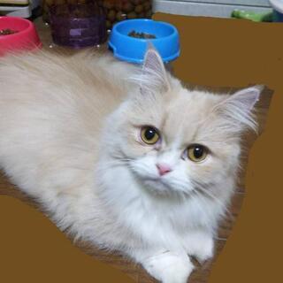 マンチカン かのんちゃん