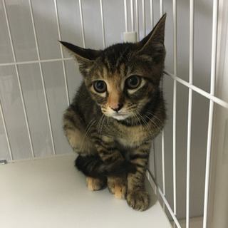 キジ猫2匹　約1か月程の子猫　急募！