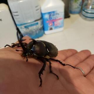 カブトムシ　ペアで500円
