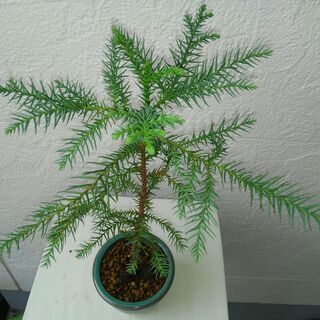 杉②☆ミニ盆栽