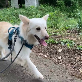 町田市金森2丁目周辺　迷子犬 − 神奈川県