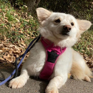 町田市金森2丁目周辺　迷子犬 - その他