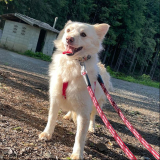 町田市金森2丁目周辺　迷子犬 - 相模原市