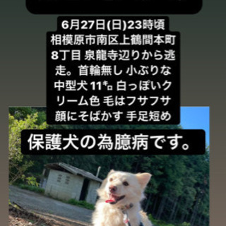 町田市金森2丁目周辺　迷子犬 - 助け合い