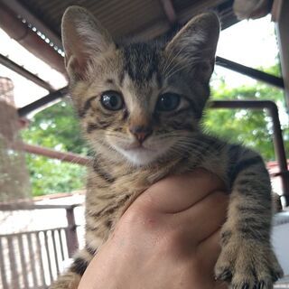 推定3ヶ月　キジ柄の子猫
