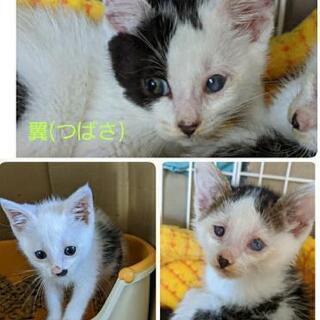 猫ボランティア募集中