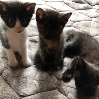こねこちゃんたち