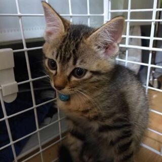 飼育崩壊からのレスキュー2