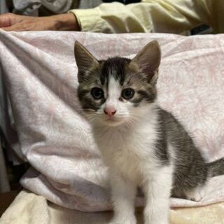 飼育崩壊からのレスキュー3