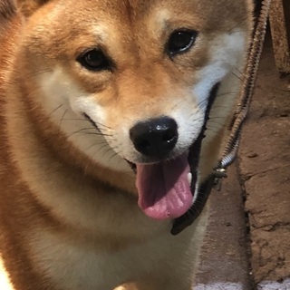 僕を家族にして下さい