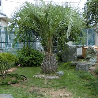 大型のココスヤシを差し上げます