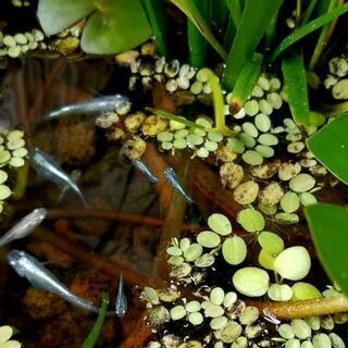 🌟メダカ🌟１０匹🌟の画像