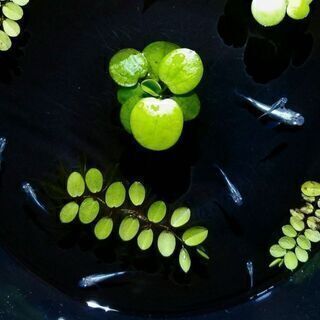 🌟メダカ🌟１０匹🌟の画像