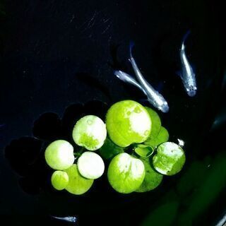 🌟メダカ🌟１０匹🌟の画像