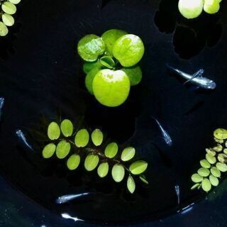 🌿🐠メダカ ６匹 ＋ ヌマエビ ＋ 浮草　の飼育ビオトープセットの画像