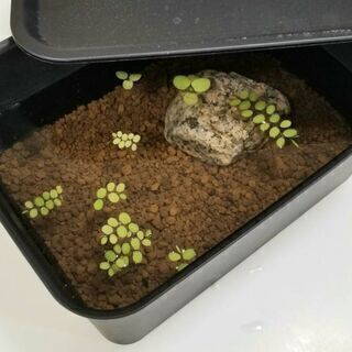 🌿🐠メダカ ６匹 ＋ ヌマエビ ＋ 浮草　の飼育ビオトープセットの画像