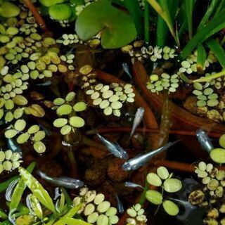 🌿🐠メダカ ６匹 ＋ ヌマエビ ＋ 浮草　の飼育ビオトープセットの画像