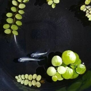 🌿🐠メダカ ６匹 ＋ ヌマエビ ＋ 浮草　の飼育ビオトープセットの画像