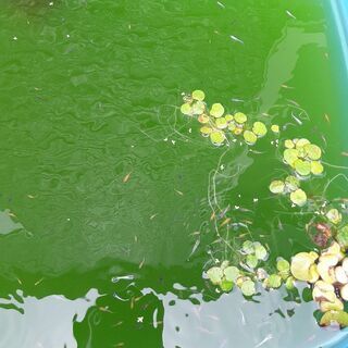 改良めだか幼魚　色々　いれますの画像
