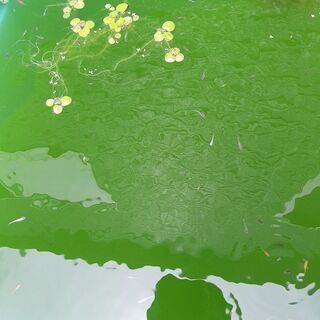 改良めだか幼魚　5匹程の画像