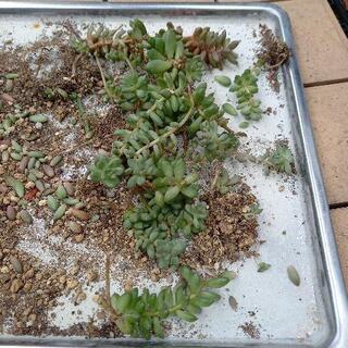 多肉植物 ホワイトストーンクロプ  抜き苗＆葉挿し