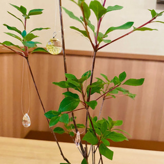 インテリアに最適【ドウダンツツジ】