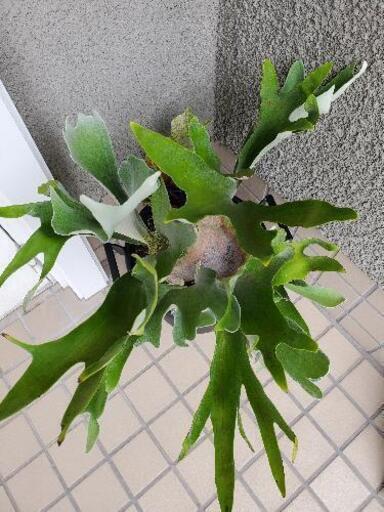 【観葉植物】コウモリラン