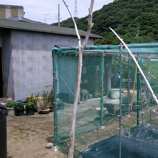流木自然体2本（C、D）