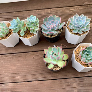 【ネット決済】 多肉植物 ルイーズの画像