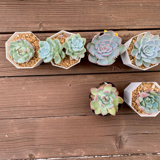 【ネット決済】 多肉植物 ルイーズの画像