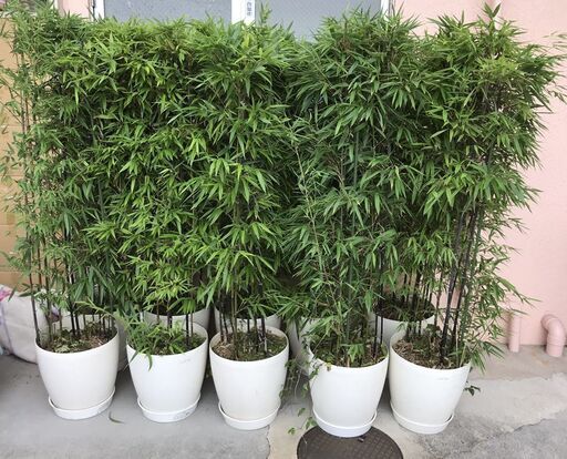 黒竹 植木鉢 10個セット 高さ1.8m 立派 豪華