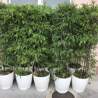 黒竹 植木鉢 10個セット 高さ1.8m 立派 豪華