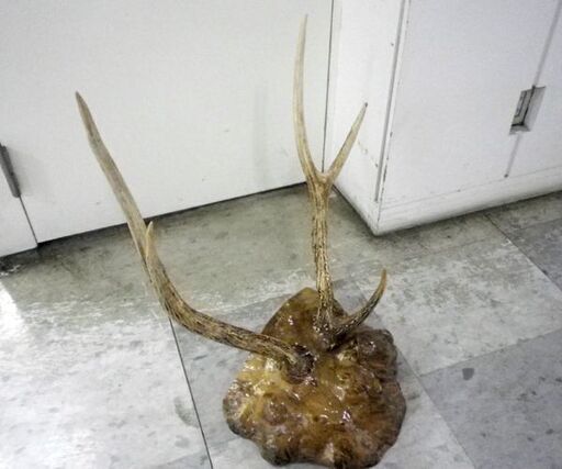 こぶの木 鹿の角 刀掛け オブジェ 置物 幅48×高さ70×奥行40cm 和室 床の間  札幌 厚別店