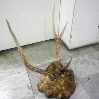 こぶの木 鹿の角 刀掛け オブジェ 置物 幅48×高さ70×奥行40cm 和室 床の間  札幌 厚別店の画像