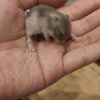 ブルーサファイアハムスターの里親募集してます