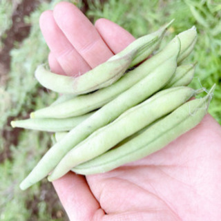 7月11日（日）そうだ。畑に行こう‼︎