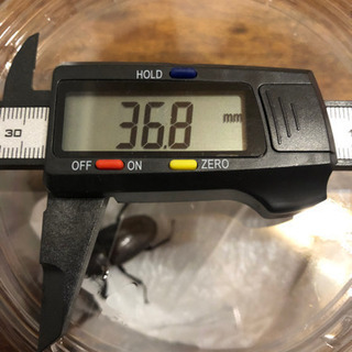 【値下げしました！】天然！大分県産ノコギリクワガタのペア！の画像