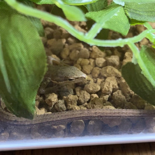カナヘビの飼育