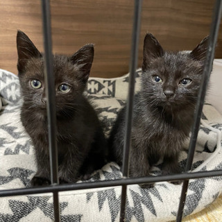 黒猫2匹