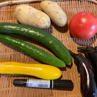 昼採れ無農薬野菜セット