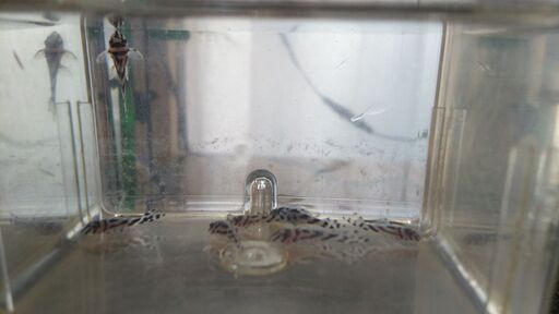 インペリアルゼブラプレコ　その他　水槽用品売ります