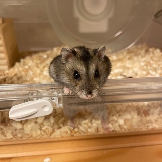 ハムスターの里親を探しています。