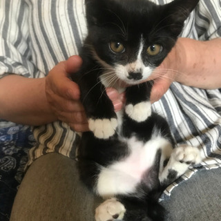 生後3ヶ月の子猫の里親を募集します