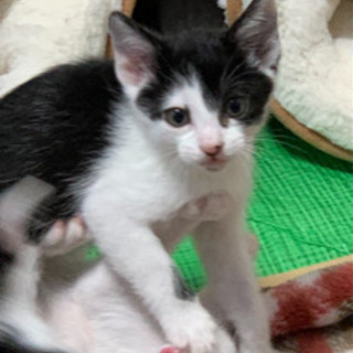 生後1ヶ月の子猫4匹の里親募集中 - 柏市