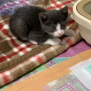 生後1ヶ月の子猫4匹の里親募集中