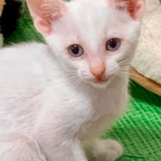 生後1ヶ月の子猫4匹の里親募集中 − 千葉県