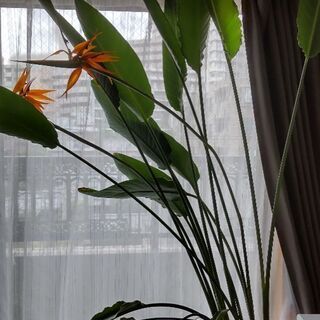 オーガスタ　観葉植物